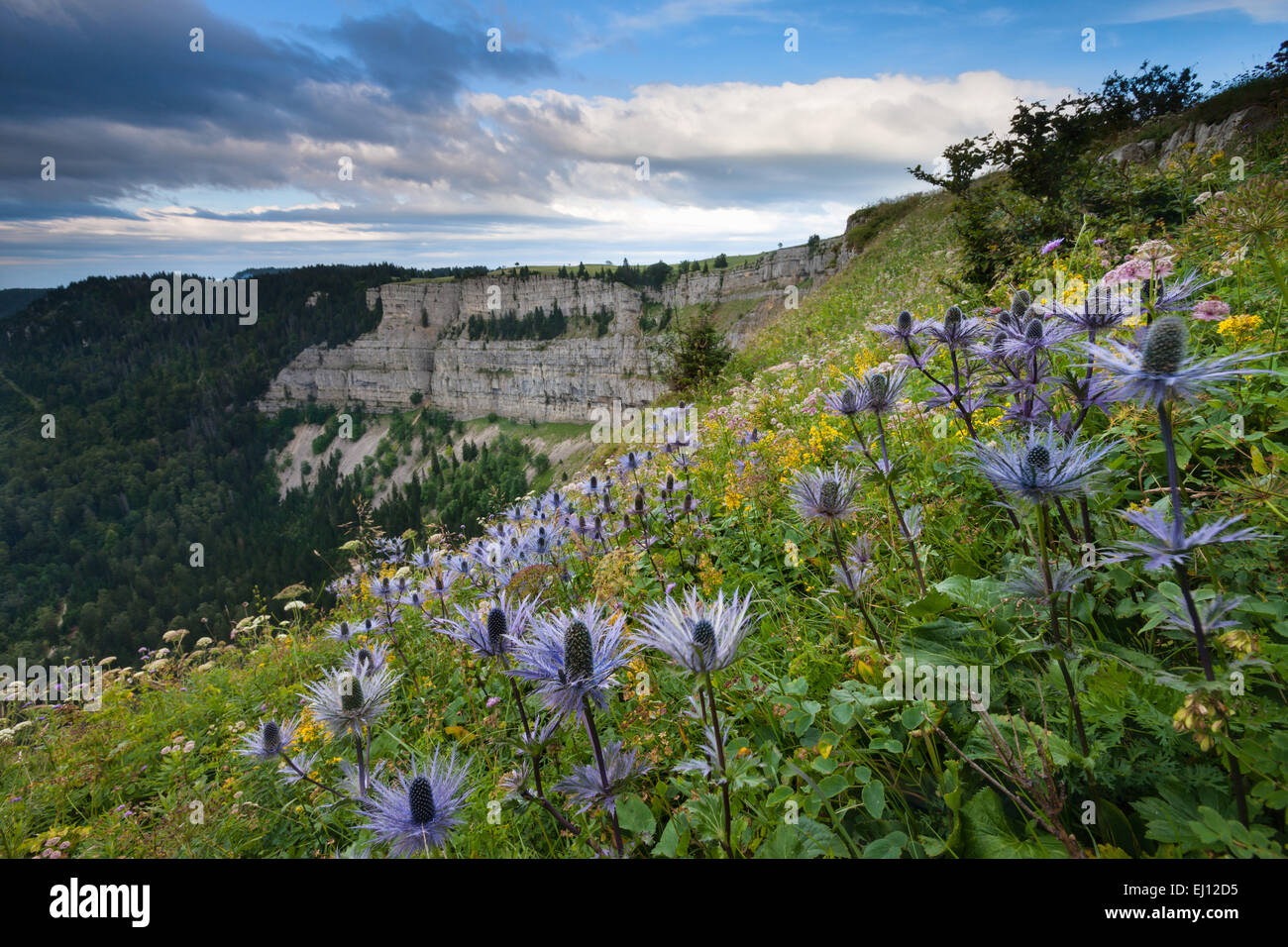 Creux du van, Switzerland, Europe, canton Neuchatel, Jura, Neuchatel, rocks, cirque, flowers