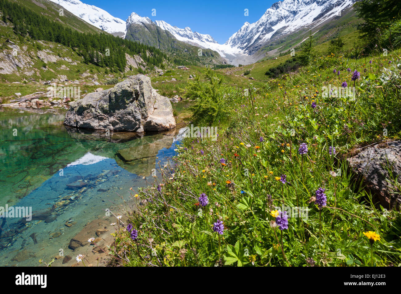 Grundsee, Switzerland, Europe, canton, Valais, Wallis, Lötschental, mountain lake, lake, flowers, orchids, orchis Stock Photo