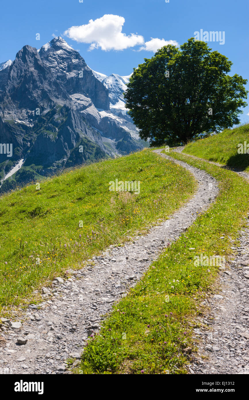 valley, Rosenlaui, Switzerland, Europe, canton Bern, Bernese  Oberland, sycamore, way Stock Photo