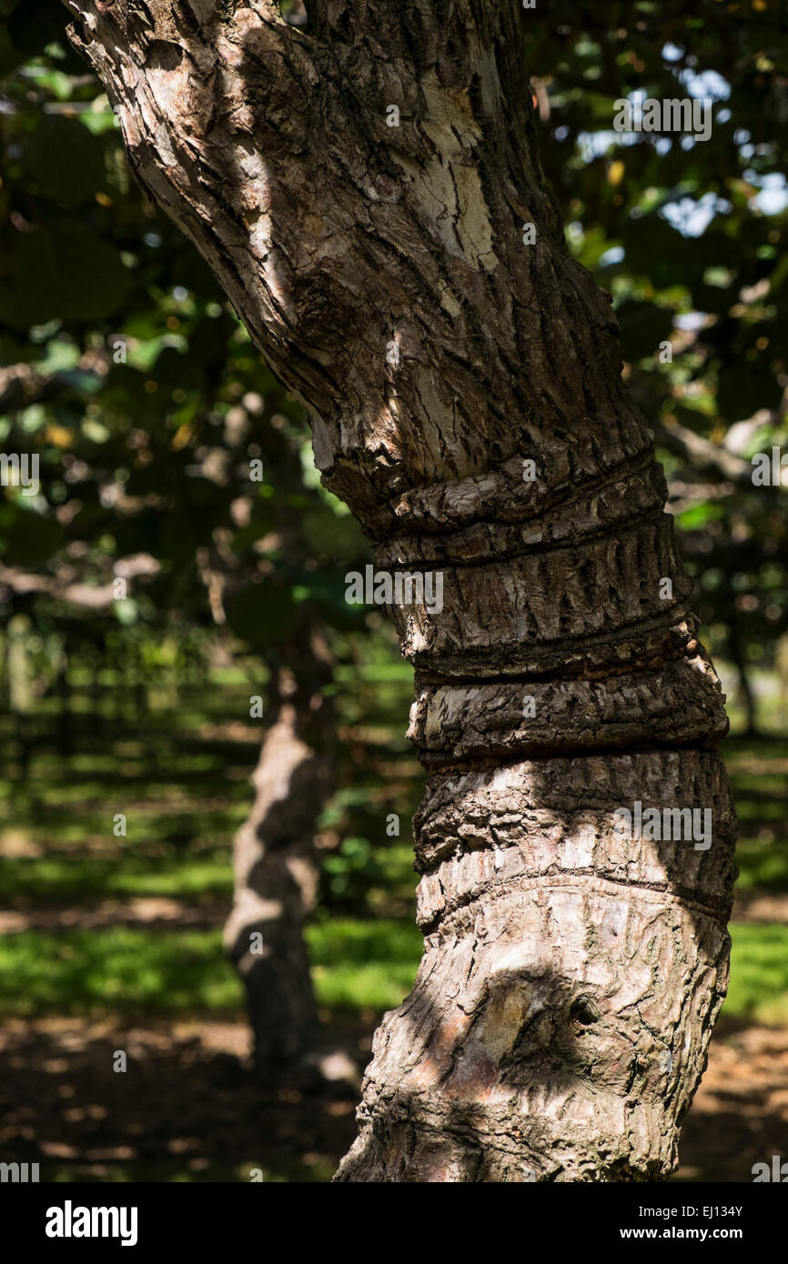 Kiwi fruit vines growing at the Kiwi 360 farm near Tauranga, New