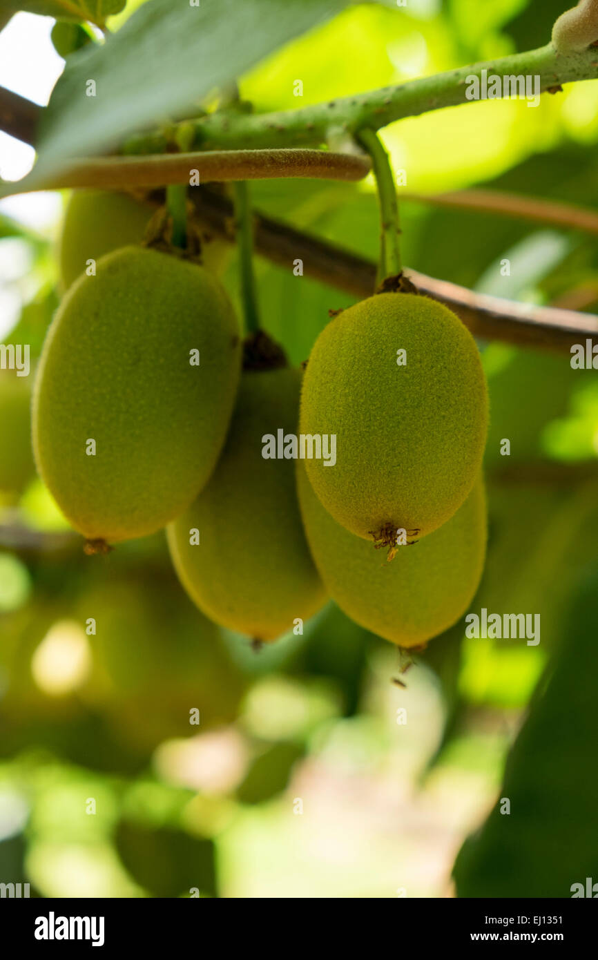 Kiwi fruit orchard new zealand hires stock photography and images Alamy