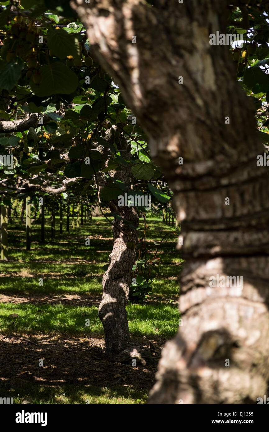 Kiwi new zealand farm hi-res stock photography and images - Alamy
