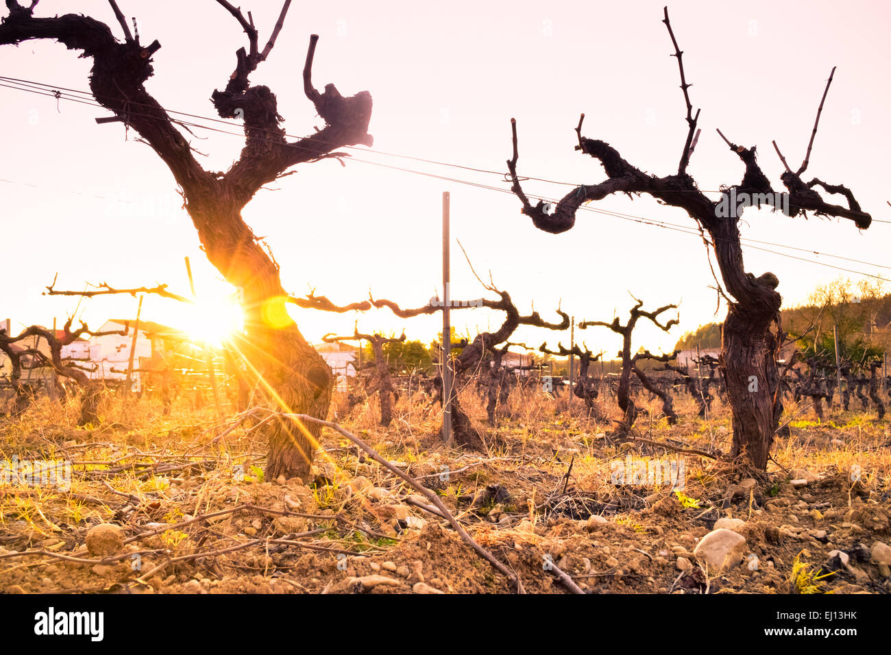 Vineyards in winter. Alt Penedes, Barcelona province, Catalonia, Spain. Stock Photo