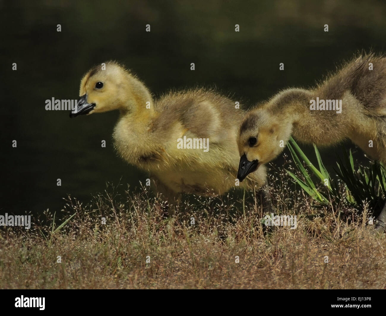 Canadian Geese (Branta canadensis) goslings feeding on the banks of a small lake in the Sierra foothills of Northern California. Stock Photo