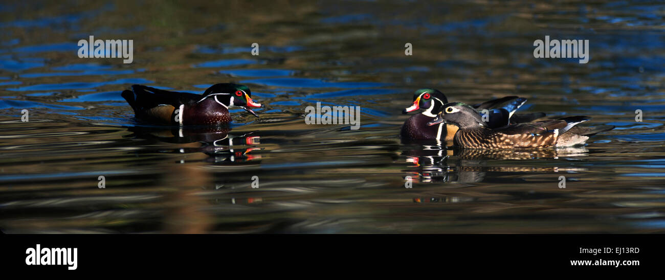 Wood Ducks (Aix sponsa) are perching ducks often found perched on tree limbs. They prefer to