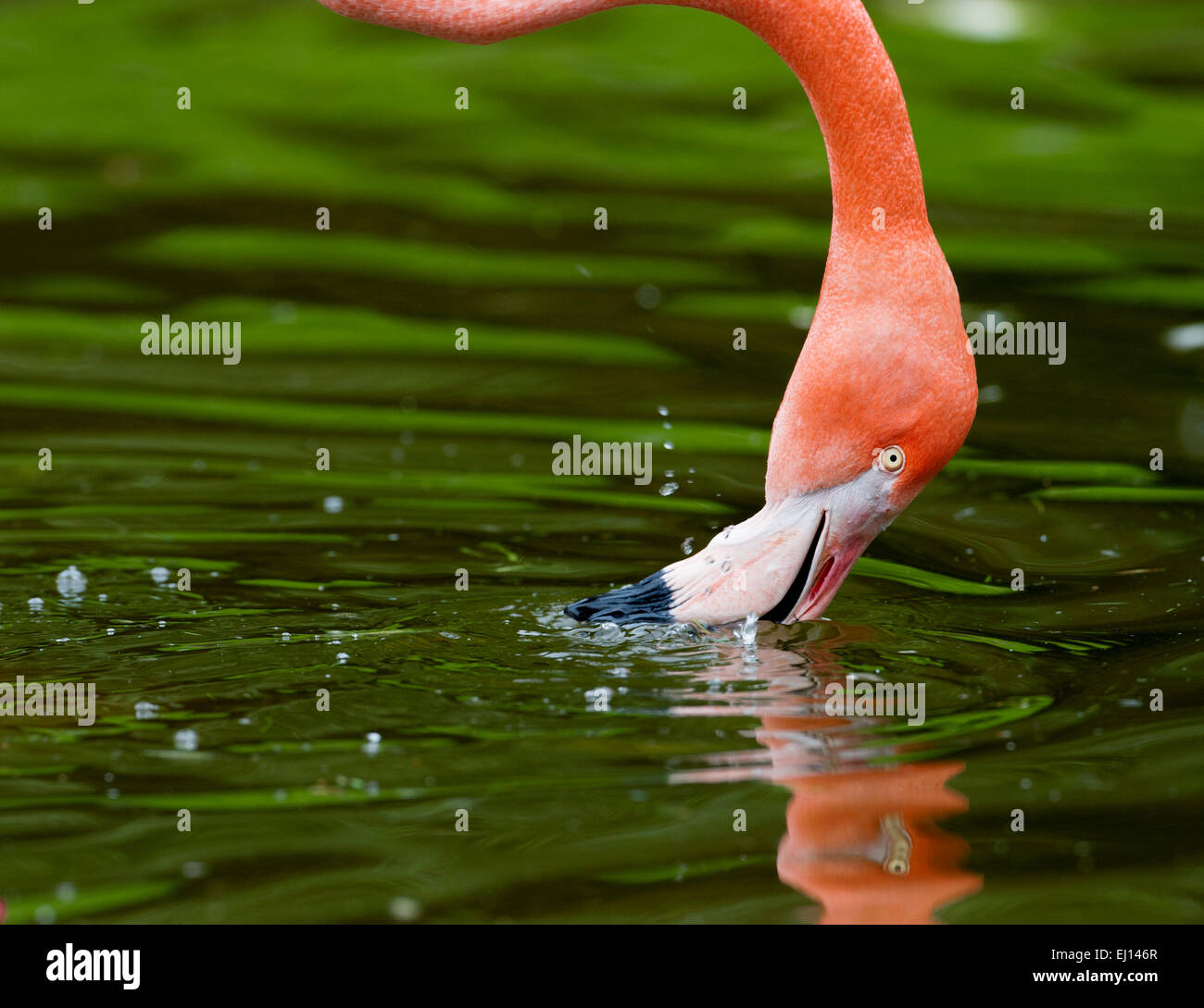Image shows flamingo filter feeding. Zoo/captive image. Stock Photo