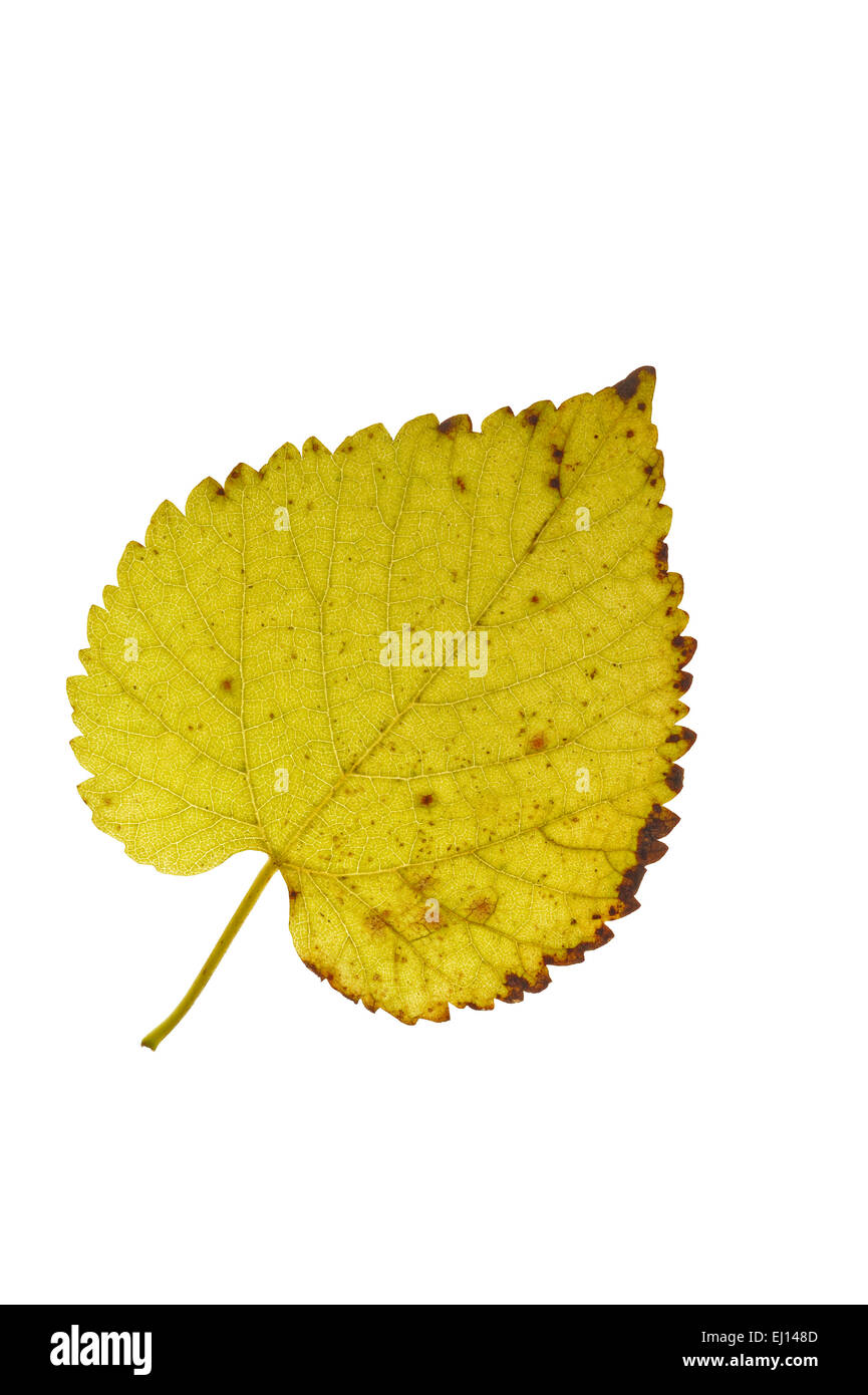 Black mulberry / blackberry (Morus nigra) leaf in autumn colours, native to southwestern Asia against white background Stock Photo