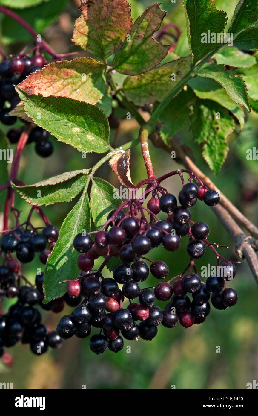 Black elder / European elder / European elderberry (Sambucus nigra