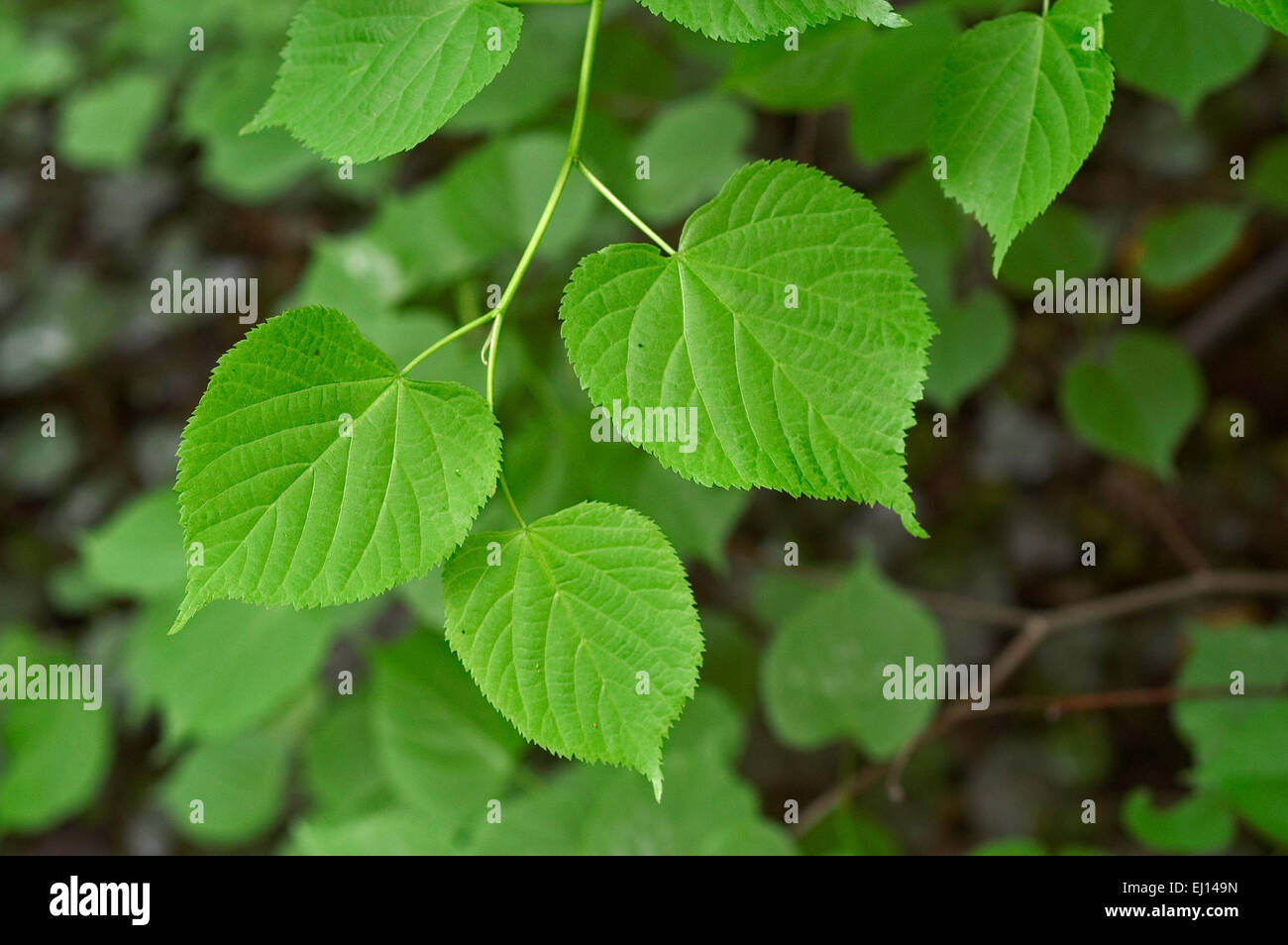 Large Leaved Linden Large Leaved Lime Tilia Platyphyllos Close Up Stock Photo Alamy Large Leaved Linden Large Leaved Lime Tilia Platyphyllos Close Up Stock Photo Alamy