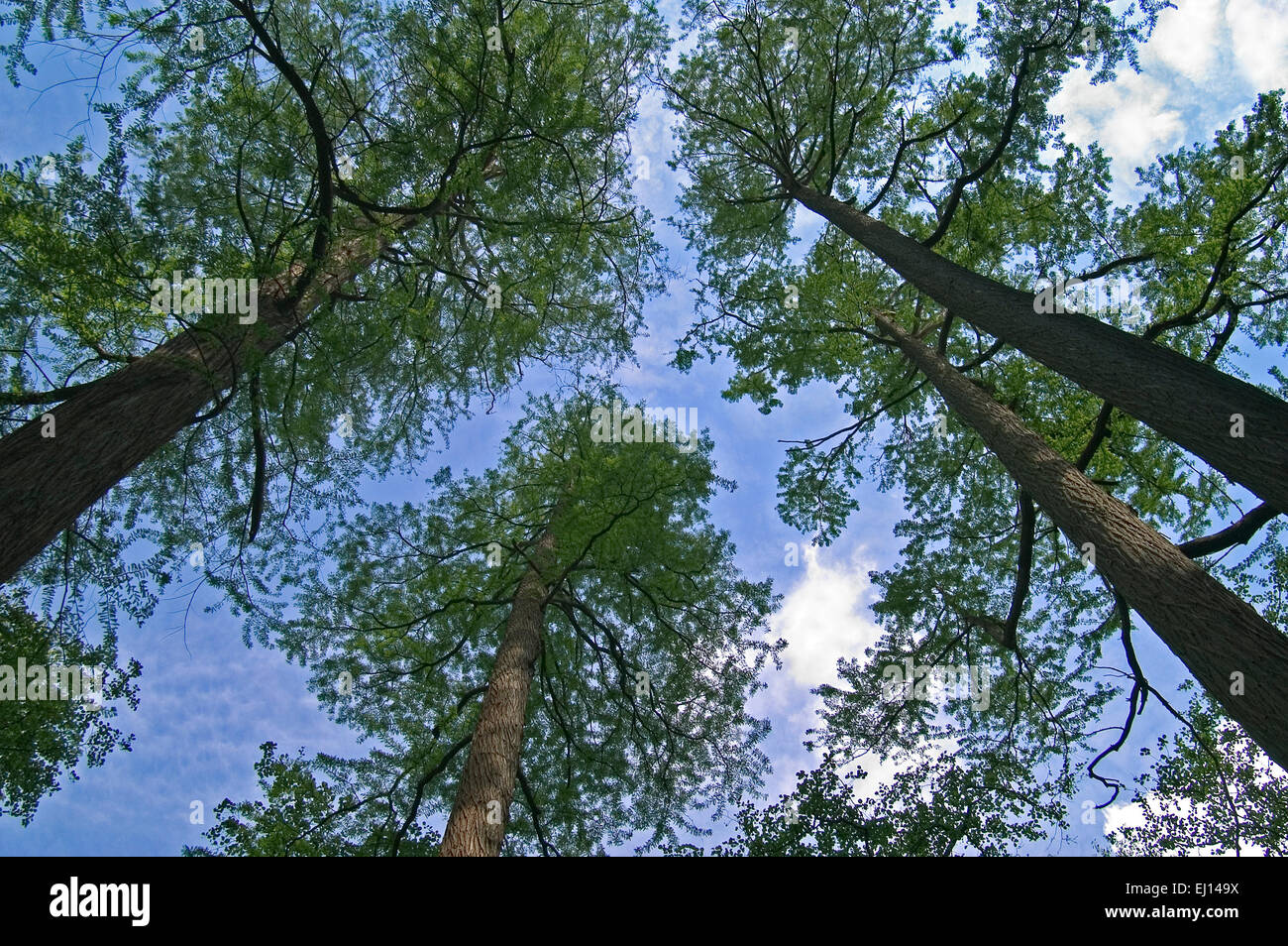 Dawn redwood china hires stock photography and images Alamy