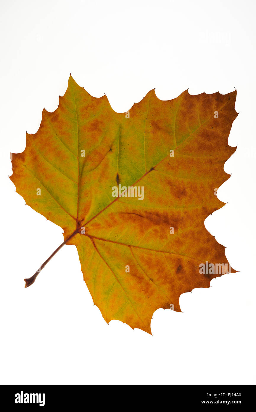 American sycamore / American plane / Occidental plane / Buttonwood (Platanus occidentalis) autumn leaf native to USA on white Stock Photo