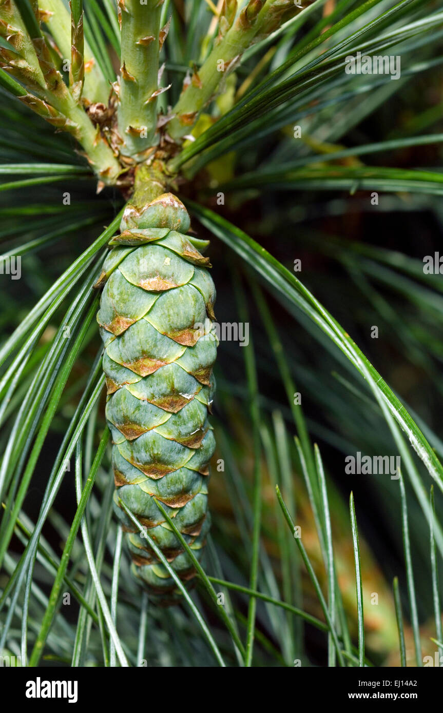 Eastern white pine / northern white pine, Weymouth pine / soft pine (Pinus strobus) showing developing cone native to the USA Stock Photo