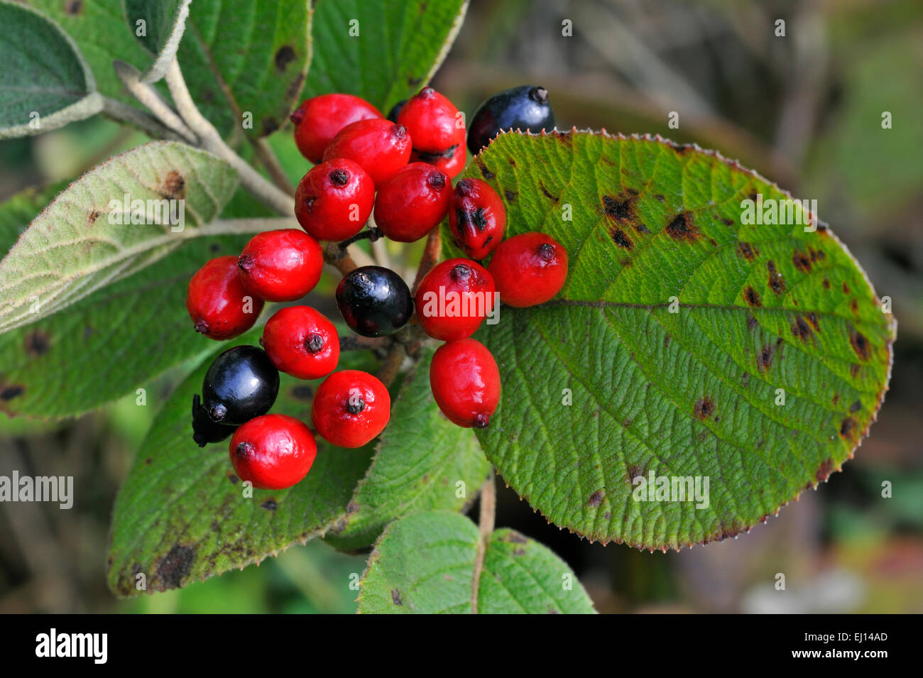 Wayfarer / wayfaring tree (Viburnum lantana) close up of red and black ripe drupes Stock Photo