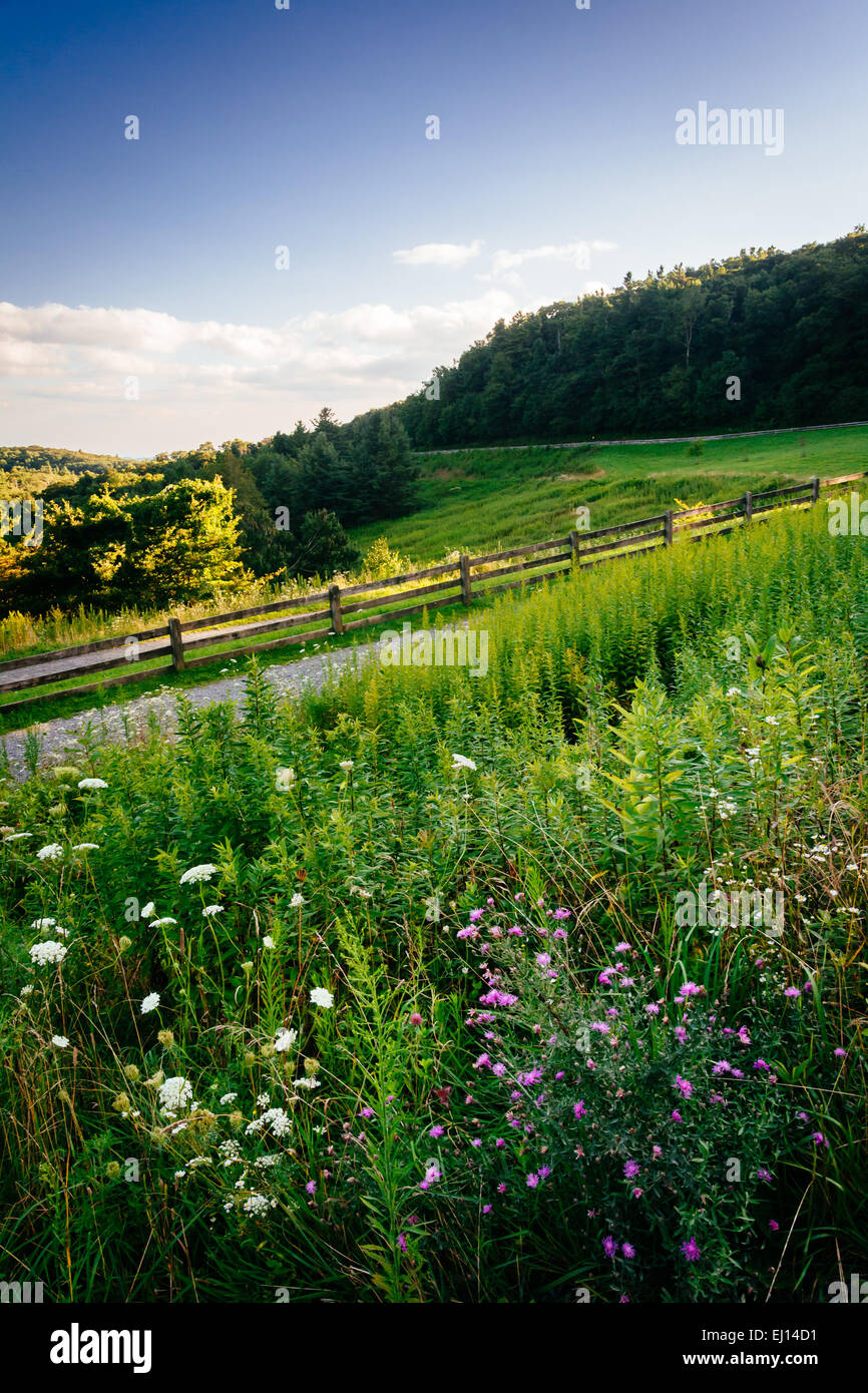 Wildflowers and grasses at Moses Cone Park, along the Blue Ridge