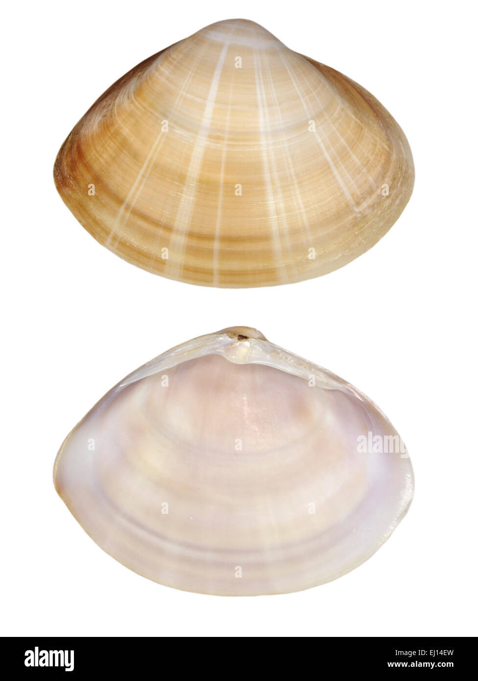 Rayed Trough Shell - Mactra stultorum Stock Photo