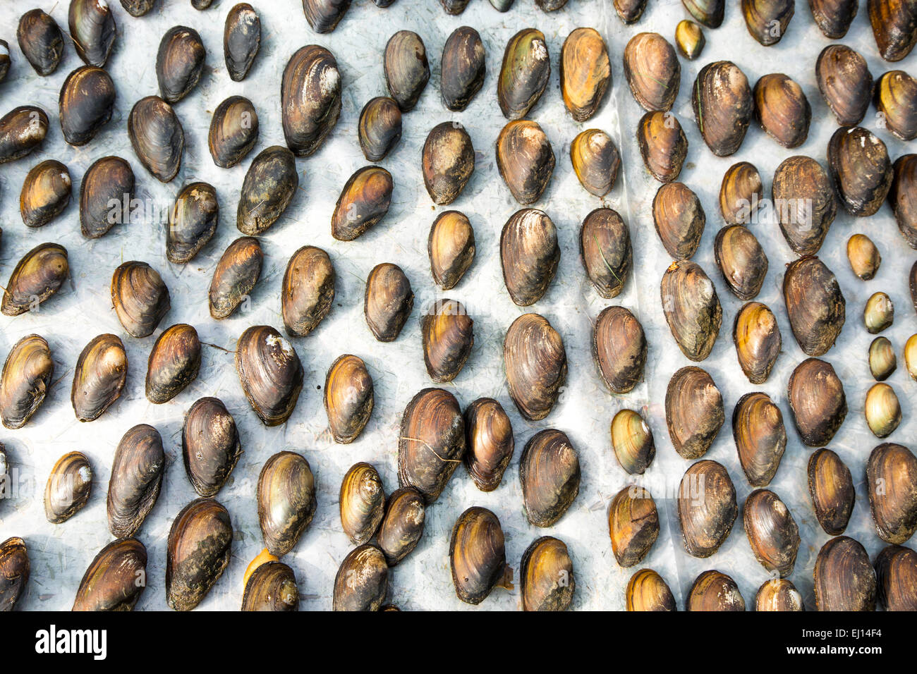 UK River mussels laid out Stock Photo
