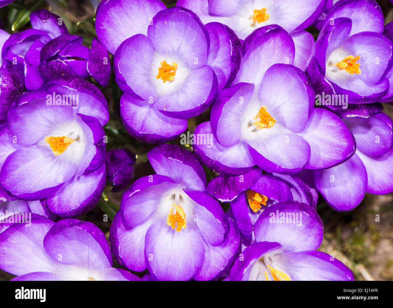 Macro of a group of purple crocus blossoms Stock Photo