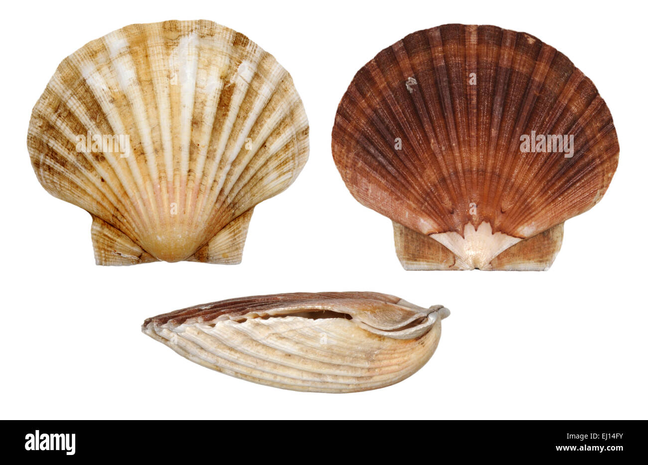 Great Scallop - Pecten maximus Stock Photo