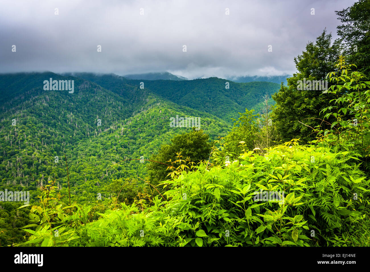 Dramatic view of the Appalachian Mountains from Newfound Gap Road, at