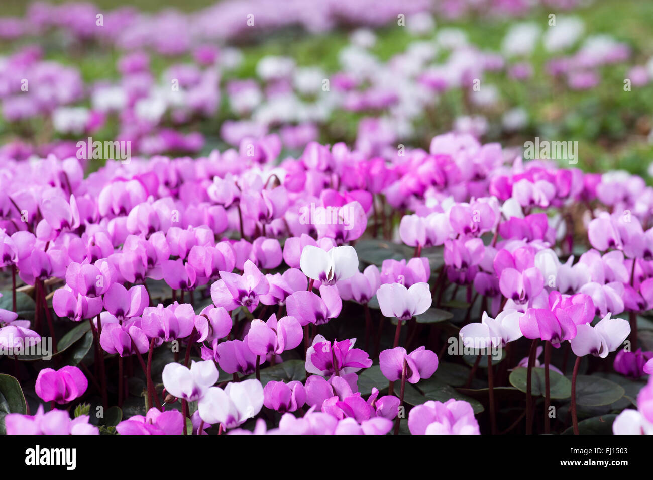 Cyclamen Coum flowers in an English woodland. Evenley wood gardens, Evenley, Northamptonshire, England Stock Photo