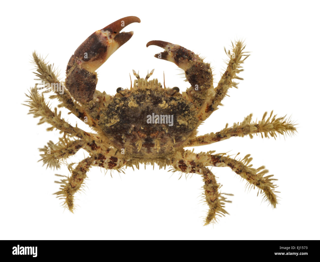 Hairy Crab - Pilumnus hirtellus Stock Photo