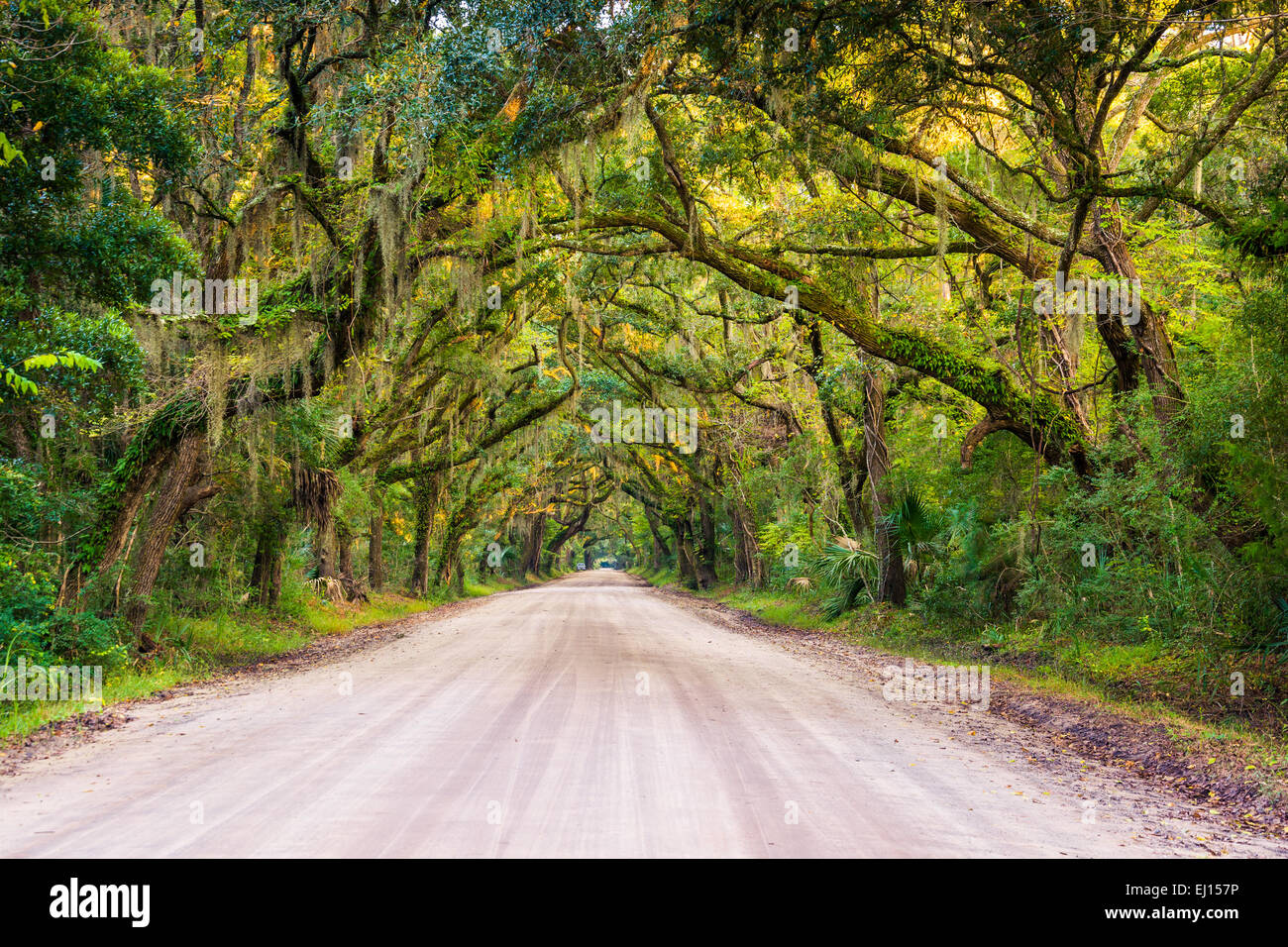 Oak trees along the dirt road to Botany Bay Plantation on Edisto Island, South Carolina. Stock Photo