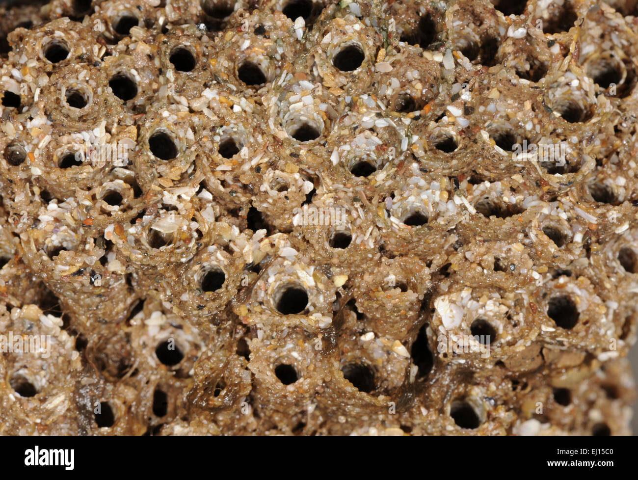 Honeycomb Worm - Sabellaria alveolata Stock Photo
