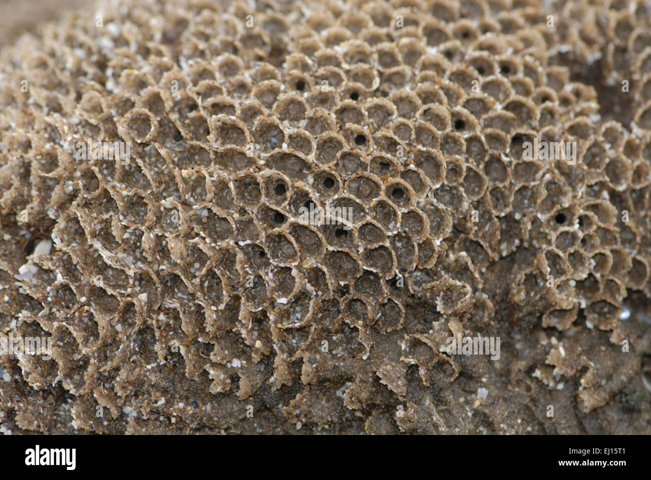Honeycomb Worm - Sabellaria alveolata Stock Photo