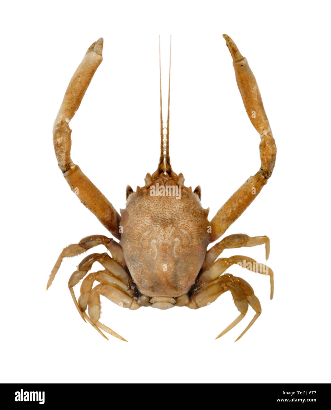 Masked Crab - Corystes cassivelaunus Stock Photo