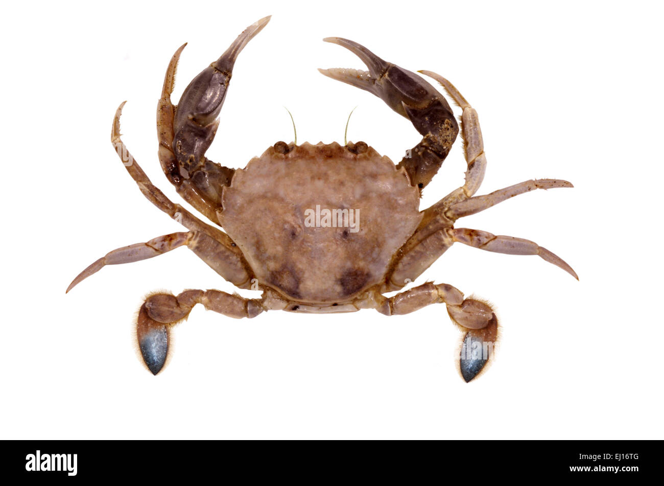 Harbour Crab - Liocarcinus depurator Stock Photo
