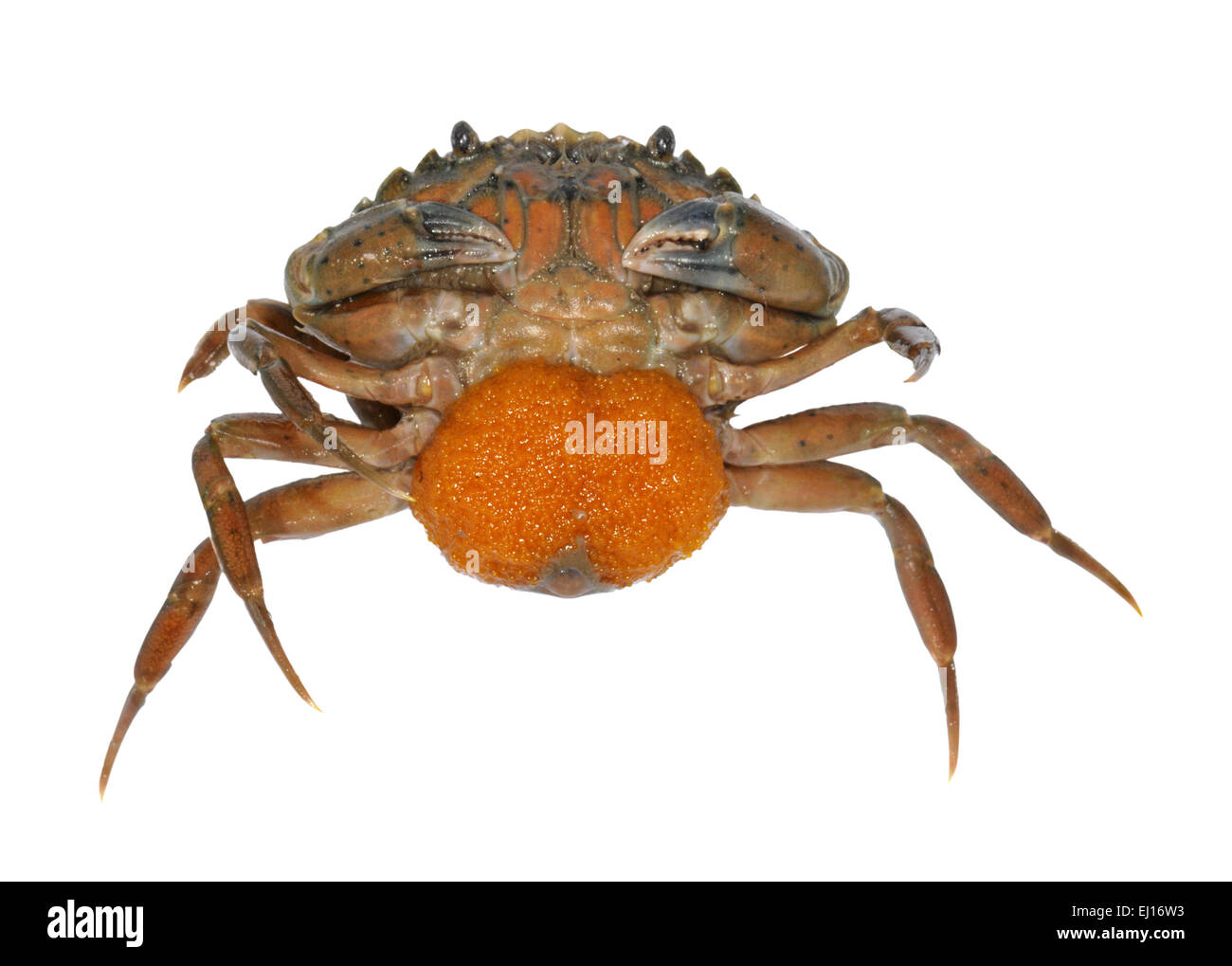 Green Shore Crab Carcinus maenas female with eggs Stock Photo Alamy