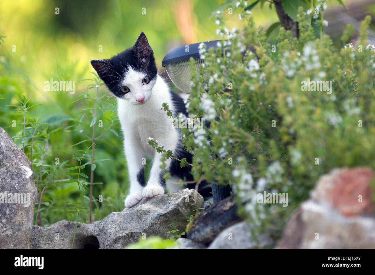 Young domestic cat in a garden Stock Photo - Alamy