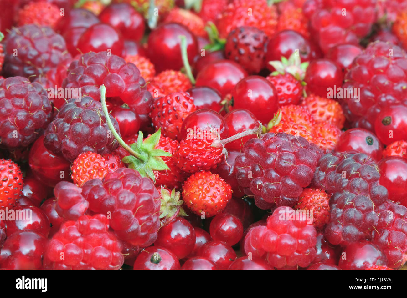 Photo of wild strawberries, raspberries and ribes Stock Photo