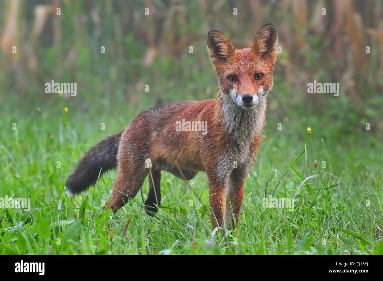 Red fox Stock Photo