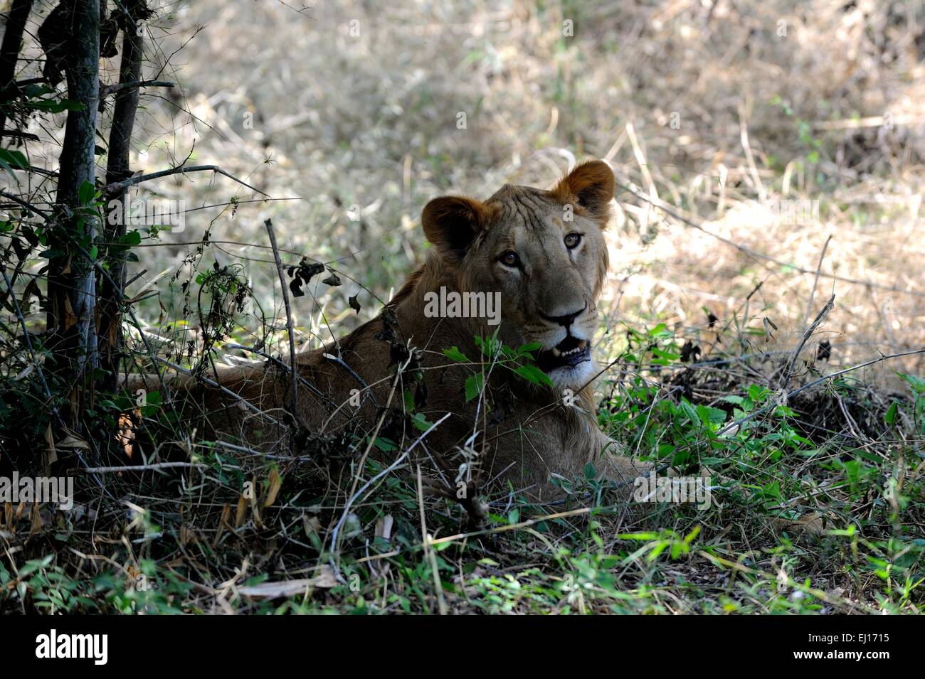Bannerghatta national park hi-res stock photography and images - Alamy