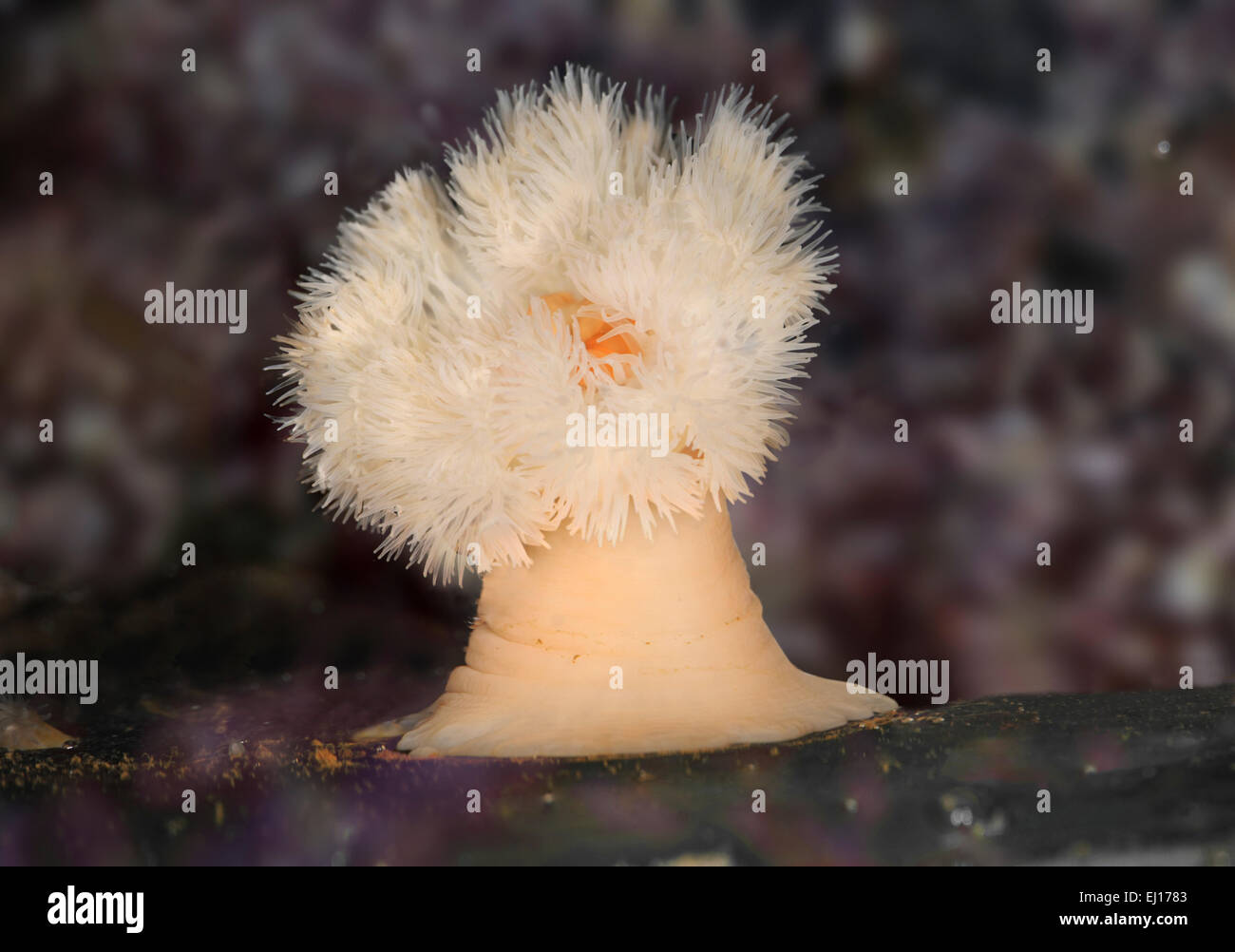Plumose Anemone - mertridium senile Stock Photo