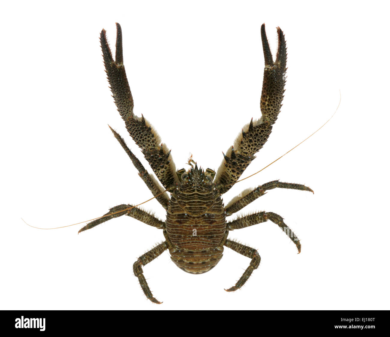 Squat Lobster - galathea squamifera Stock Photo