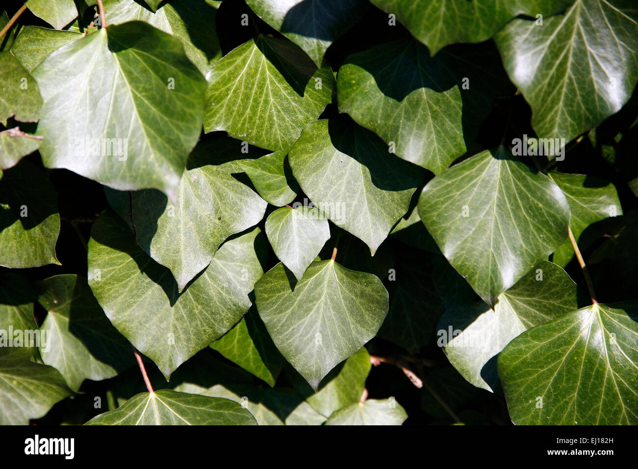 Group of fresh spring ivy leaves as climbing on the wall Stock Photo