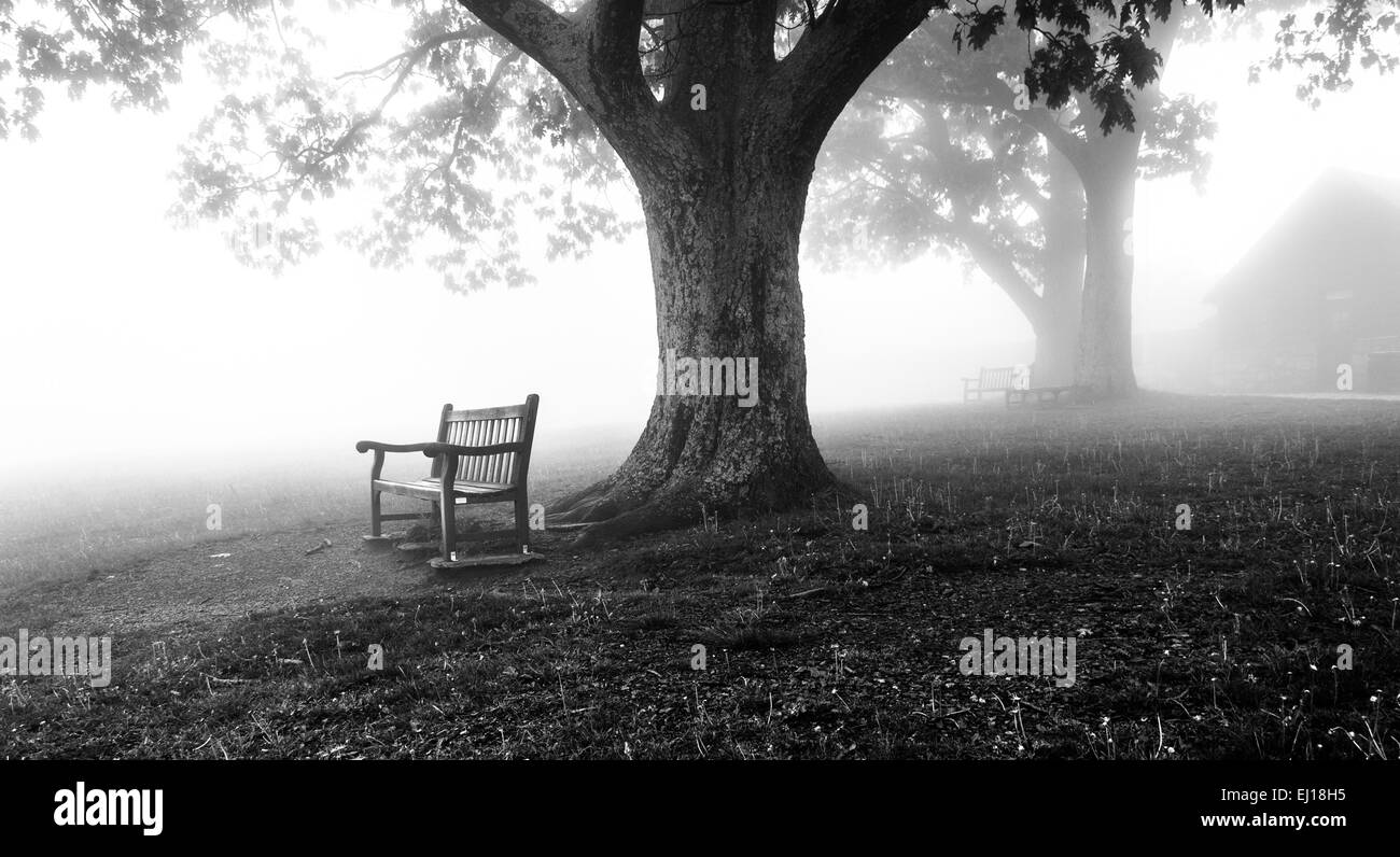 Benches and trees in fog, behind Dickey Ridge Visitor Center in Shenandoah National Park, Virginia. Stock Photo