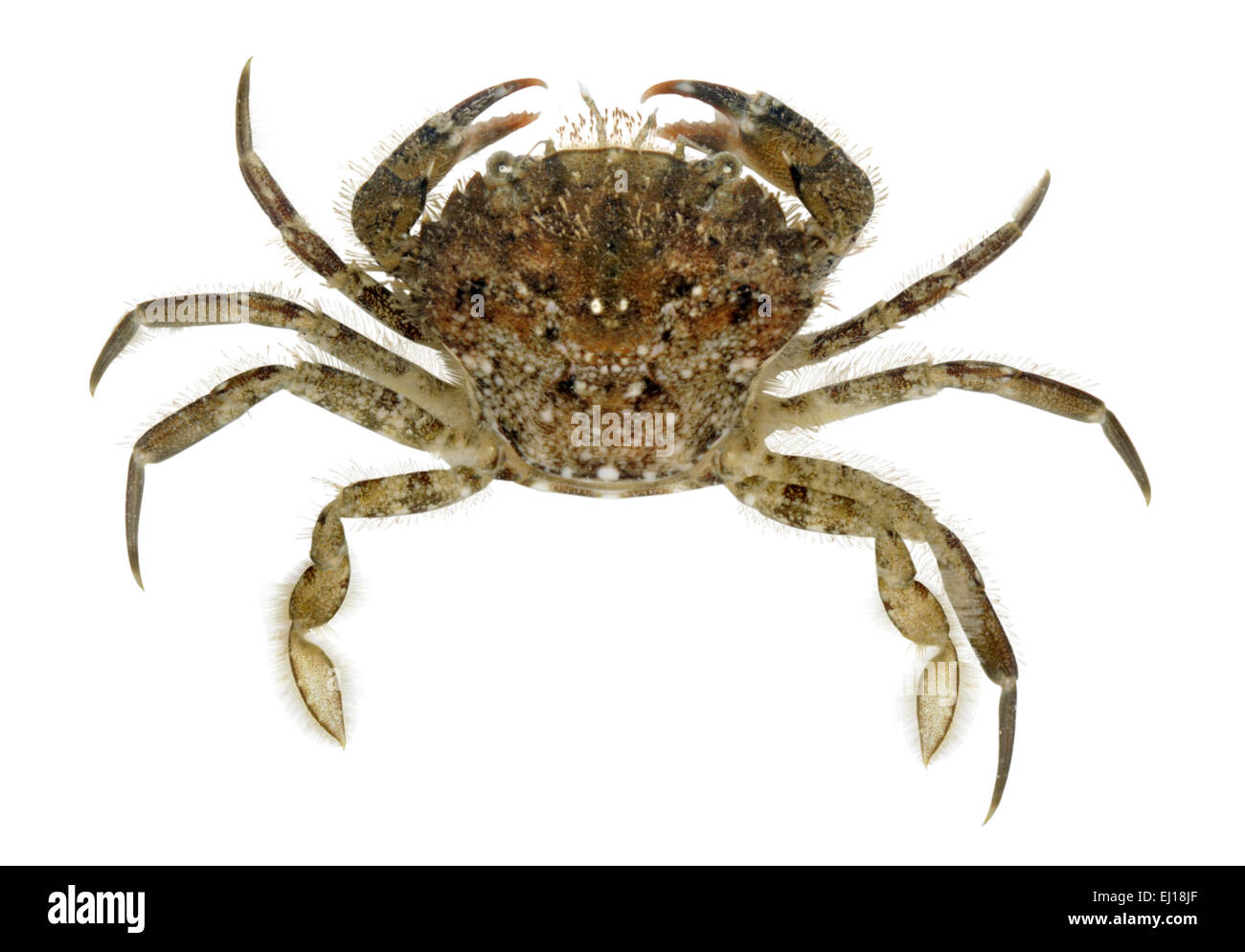 Arch-fronted Swimming Crab - Liocarcinus arcuatus Stock Photo