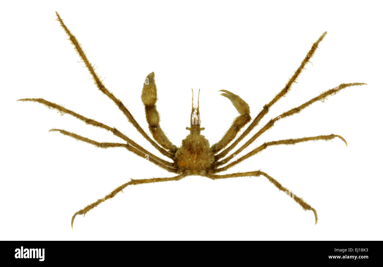 Long-legged Spider Crab - Macropodia rostrata Stock Photo