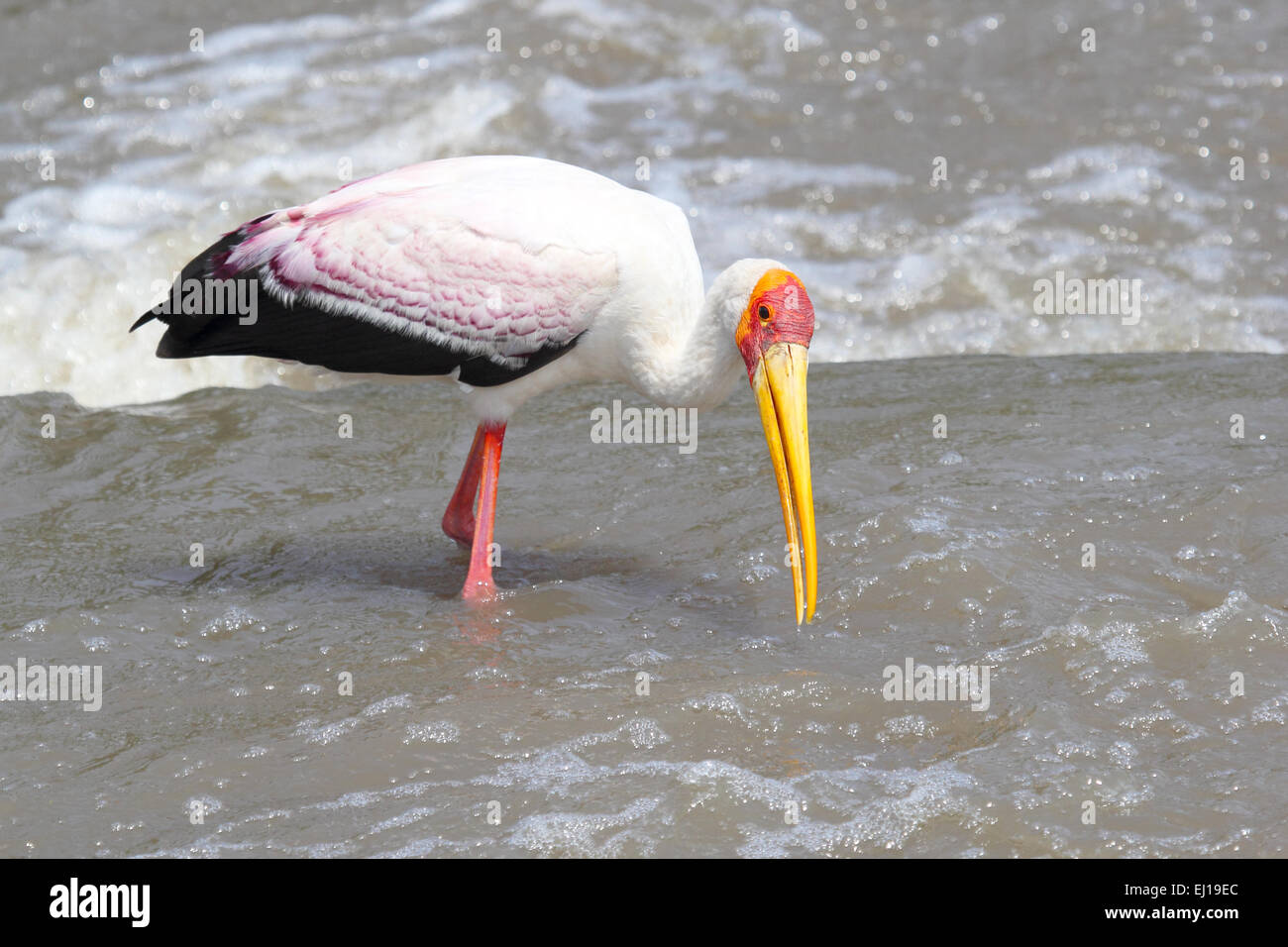 A Yellow-billed Stork, Mycteria ibis, fishing in a african river in Tanzania. This large wading bird is widespread in regions so Stock Photo
