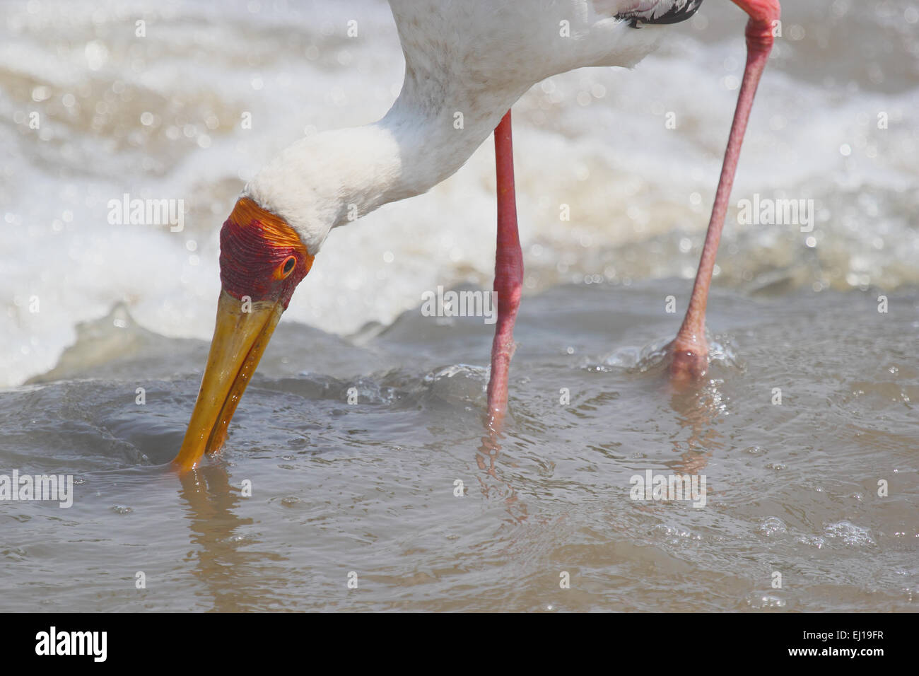 A Yellow-billed Stork, Mycteria ibis, fishing in a african river in Tanzania. Their diet comprises mainly small, freshwater fish Stock Photo