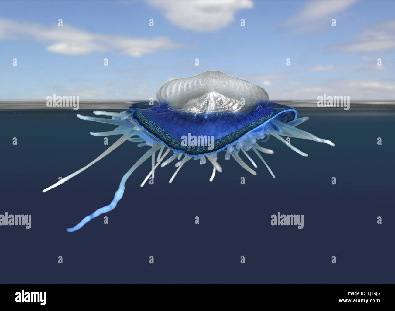 By The Wind Sailor Velella Velella Stock Photo Alamy