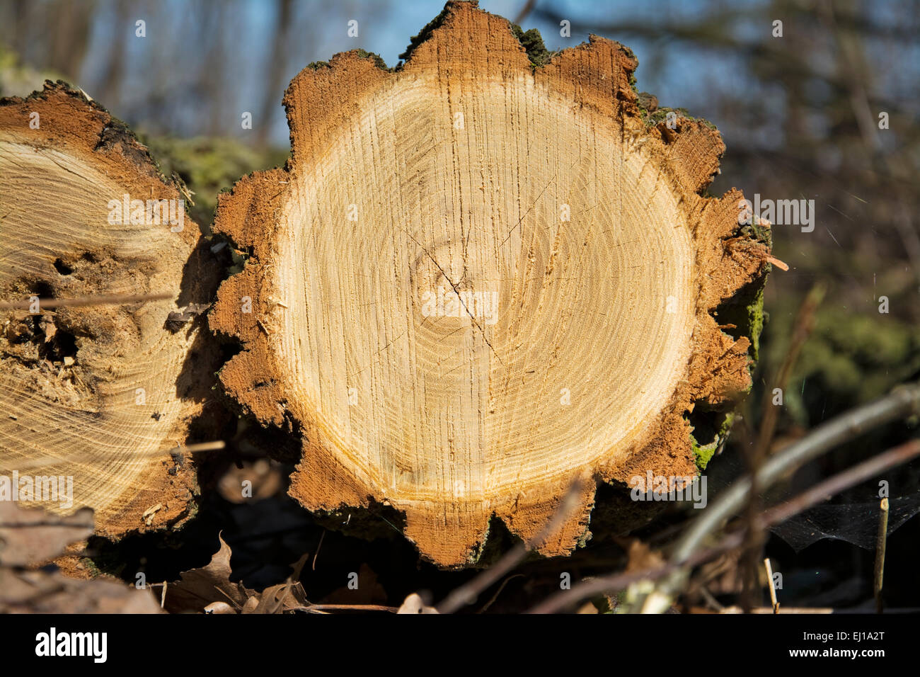 Cutting pine log with a symmetrical cross-section Stock Photo