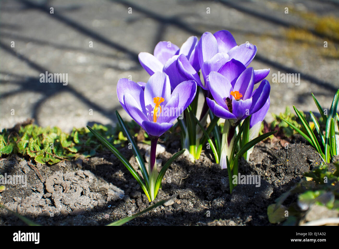 Purple crocuses in spring garden Stock Photo