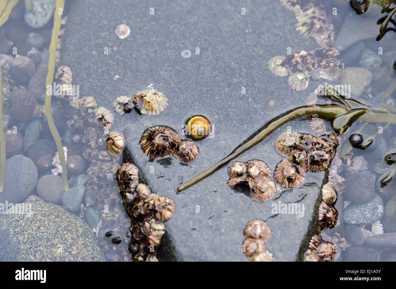 A single Smooth Periwinkle amid Common and Rough Periwinkles, limpets