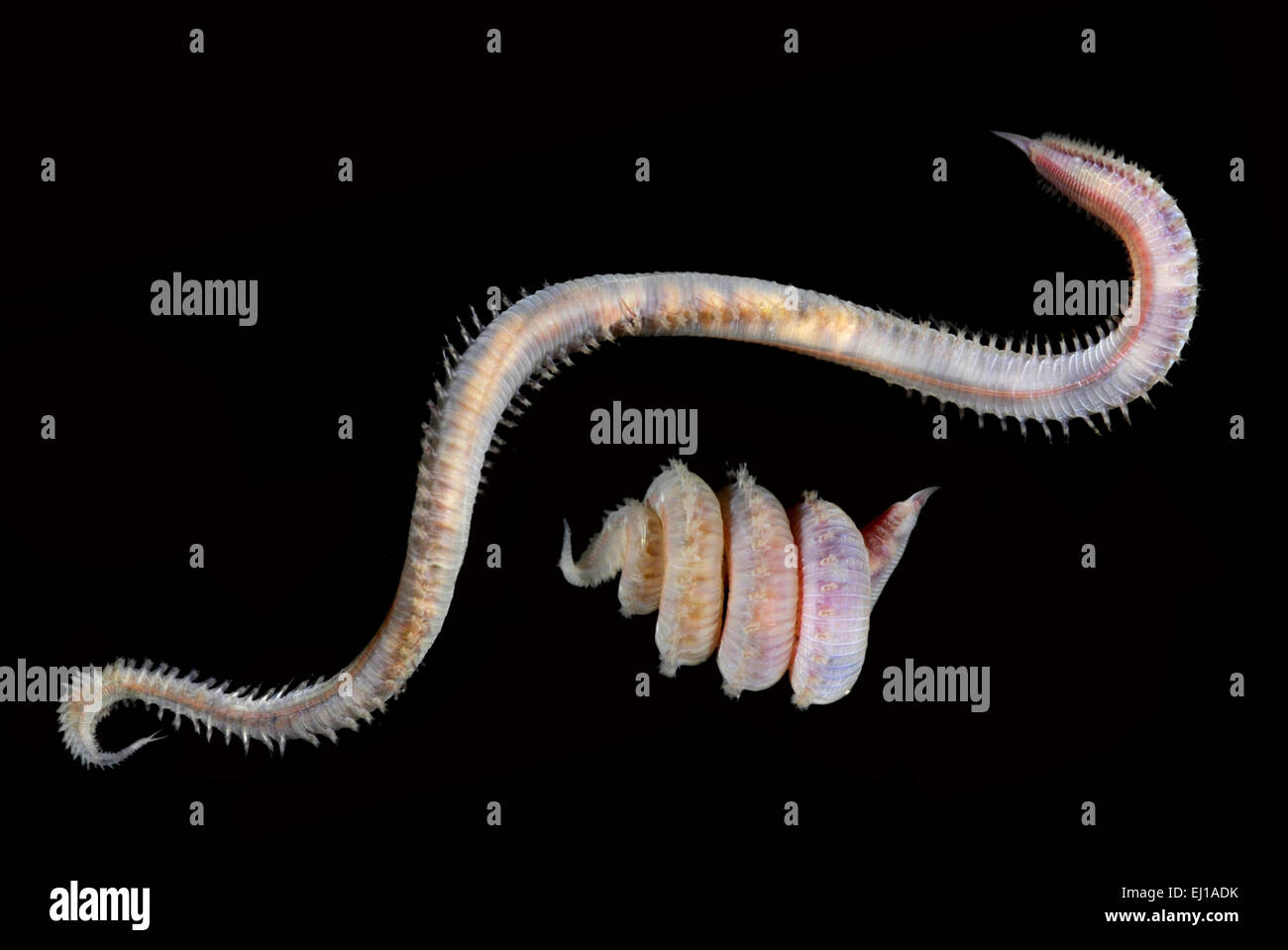 Glycera tridactyla Stock Photo Alamy