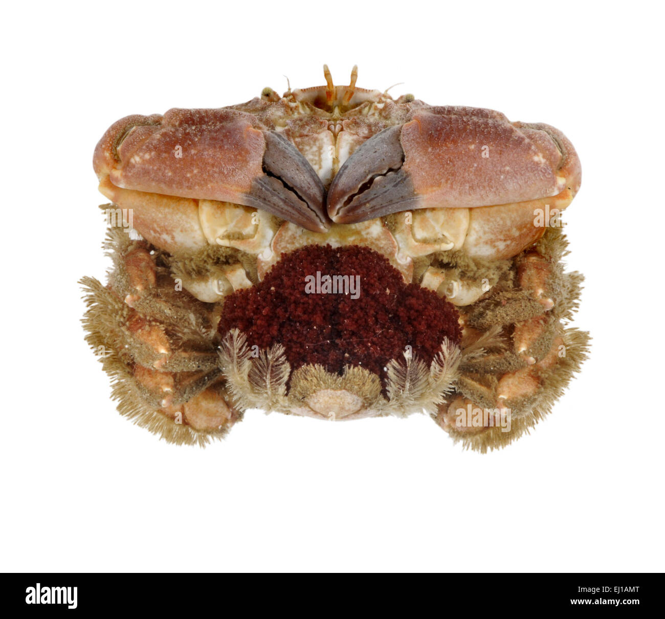 Risso's Crab - Xantho pilipes Stock Photo