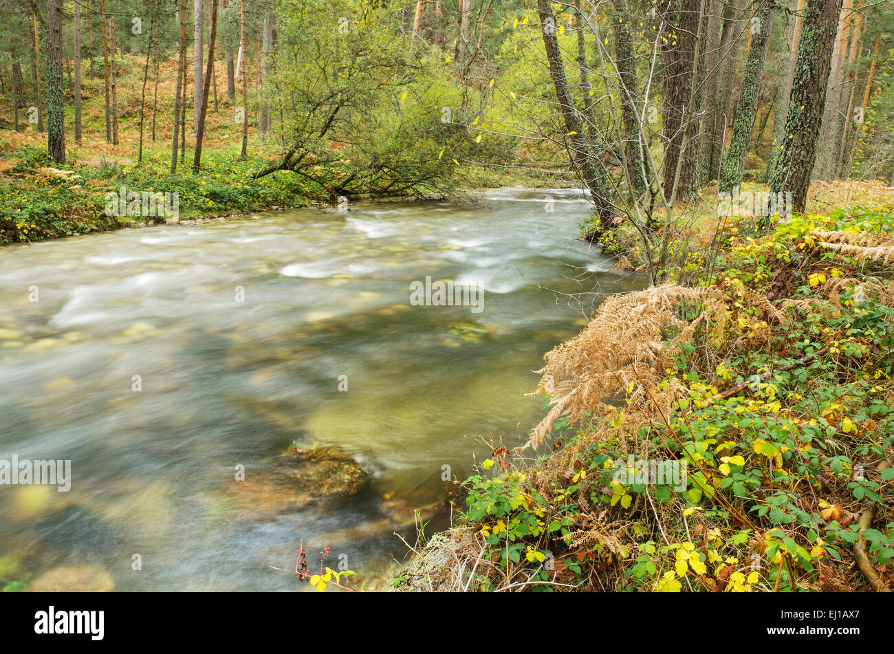 Scenic view of a river in the forest in Boca del Asno natural park on a rainy day in Segovia, Spain. Stock Photo